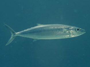 Grammatocynus bilineatus